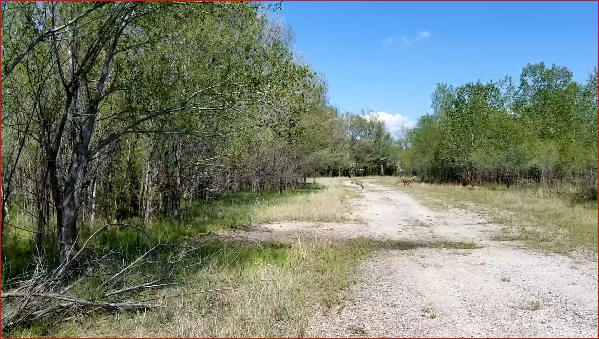 Deer crossing lane on north side of company property Deer crossing lane on north side of company property