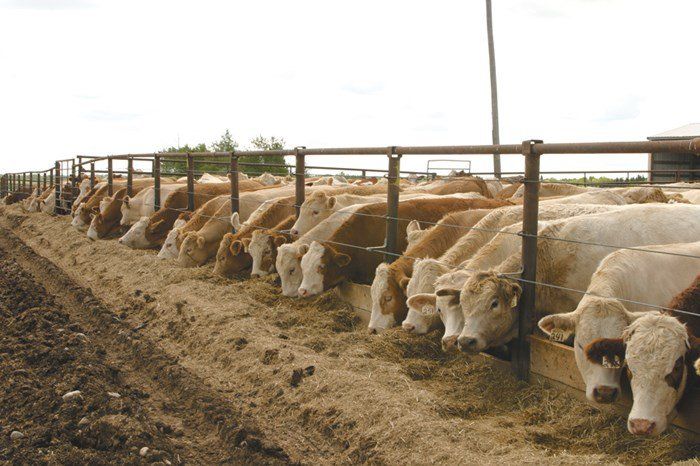 Proposal for state’s largest feedlot getting bigger, seeking new site