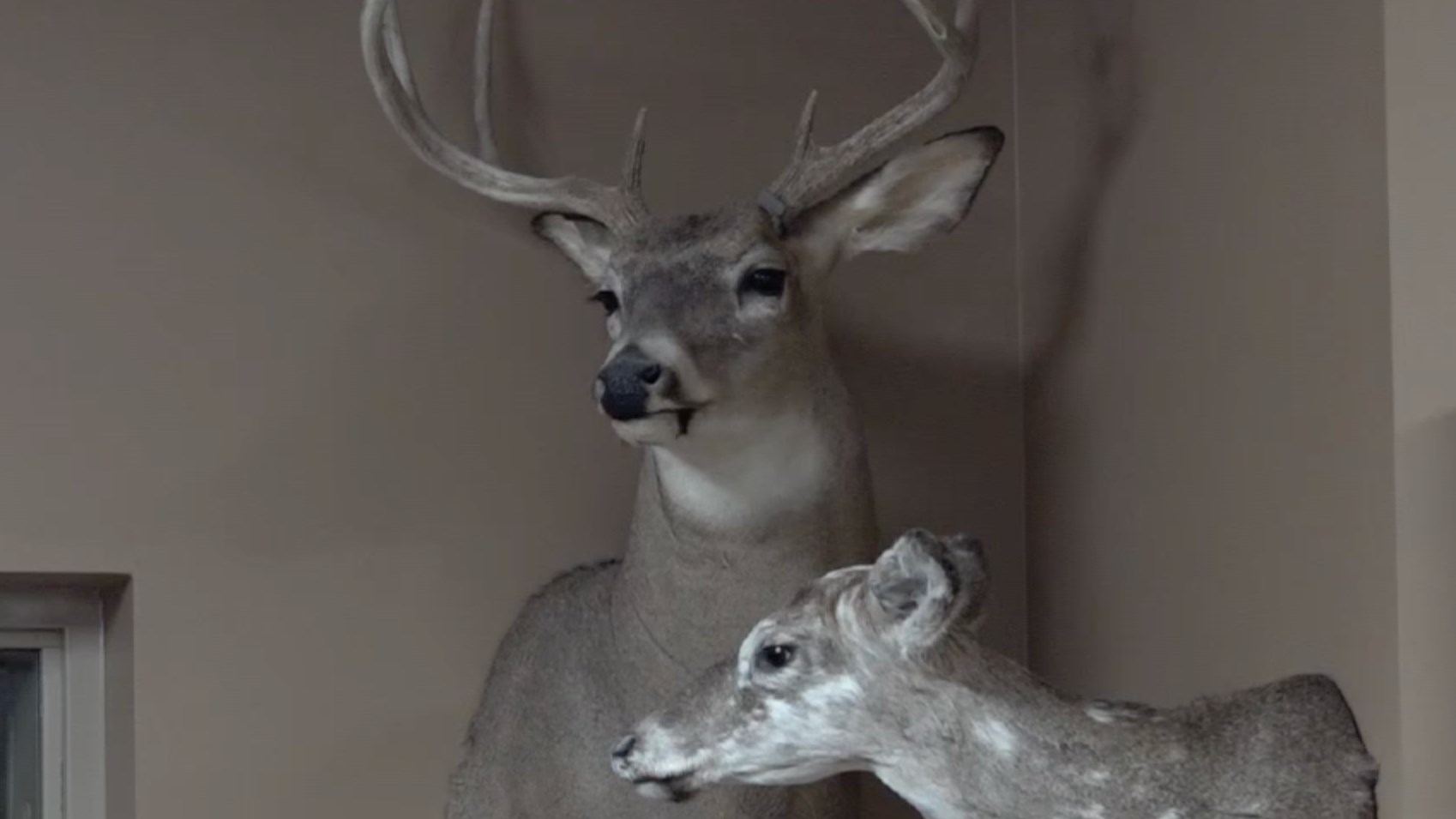 Game and Parks points to widespread drought as factor in decrease of deer harvest numbers - Vimarsana News
