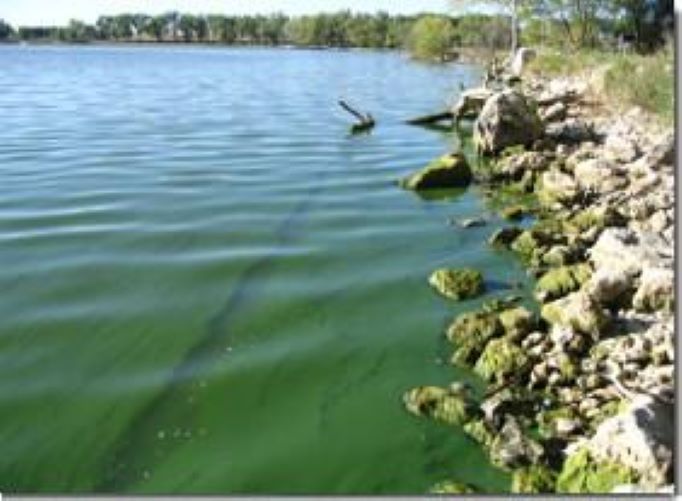 Blue Green Algae