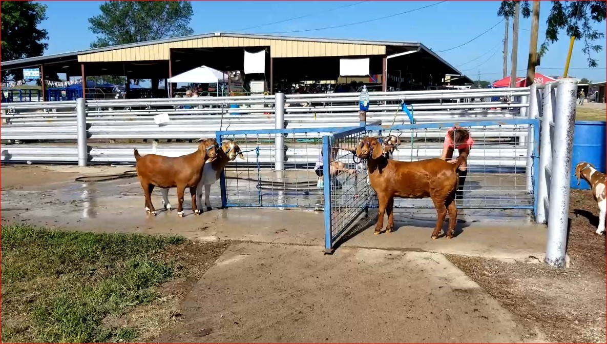 Hot start cooler finish for the Gage County Fair this weekend