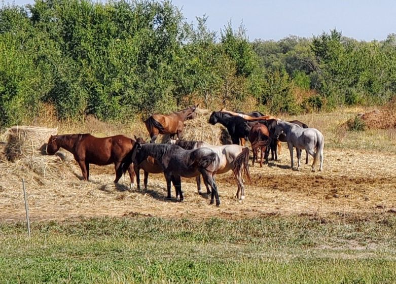 Horses improving in conditioin