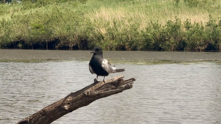 Avian Flu Ngpc Discusses Illness Impact On Nebraska S Wildlife And