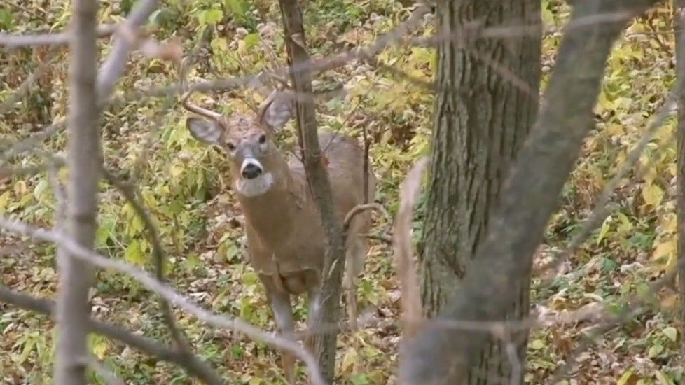 NGPC talks deer numbers in southeast Nebraska, as hunting season nears