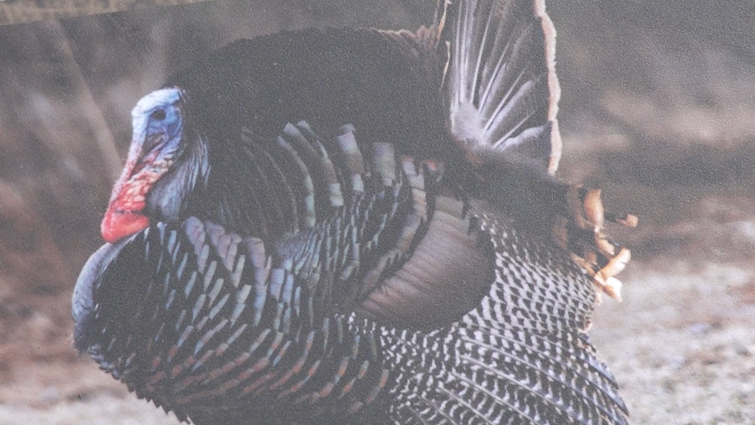 Game and parks talks turkey numbers regulations as 2024 season is