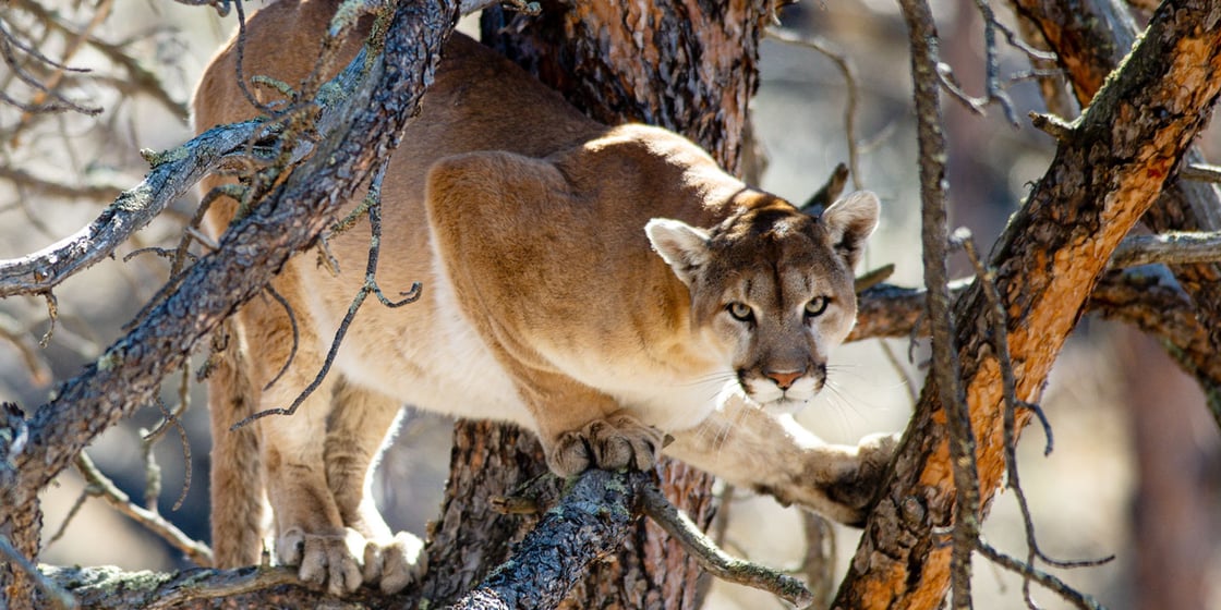 Mountain Lion/Nebraska Game and Parks