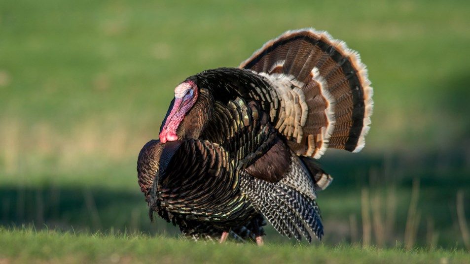 In the midst of turkey season, a look at populations across Nebraska with NGPC