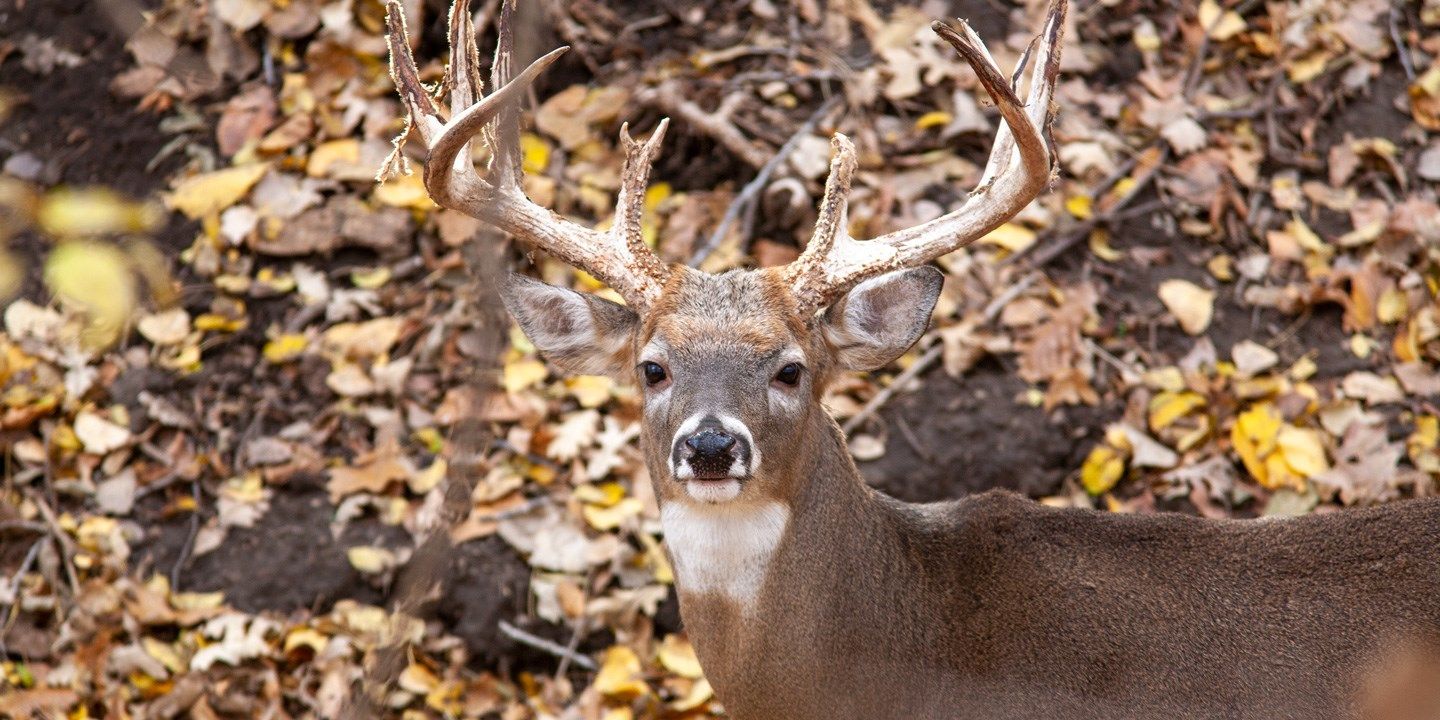 NGPC recaps rifle deer season, sees expected drop in whitetail harvest