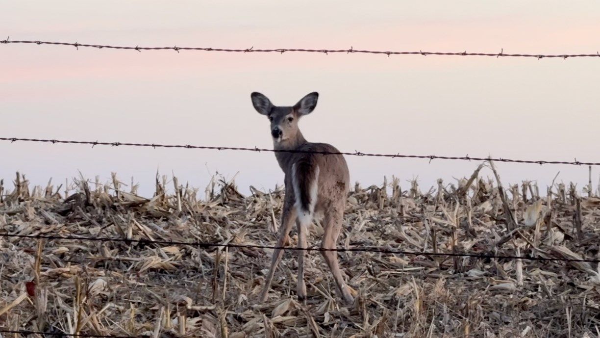 Warm temperatures to add new wrinkle, caution as rifle deer season begins