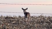 Warm temperatures to add new wrinkle, caution as rifle deer season begins