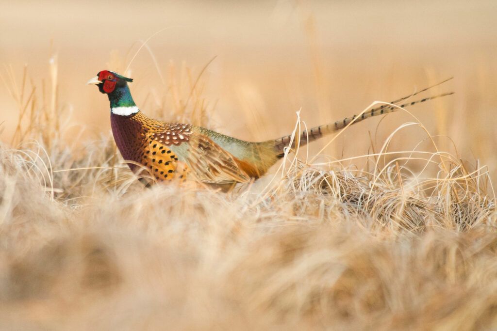 Ring-Necked Pheasant/NGPC
