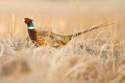 NGPC to release pheasant in seven southeast Nebraska WMA's, ahead of Thanksgiving